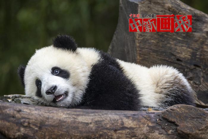 被“圓滾滾”萌暈了！