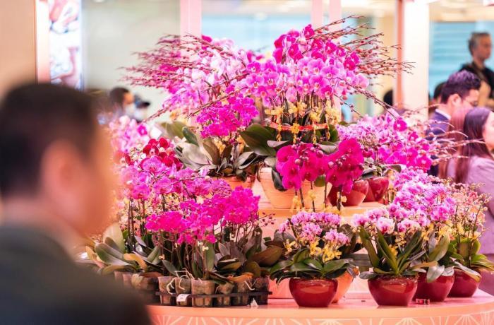 香港傳統年宵花上市