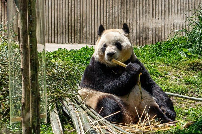 大熊貓“福寶”大口吃筍 萌趣十足