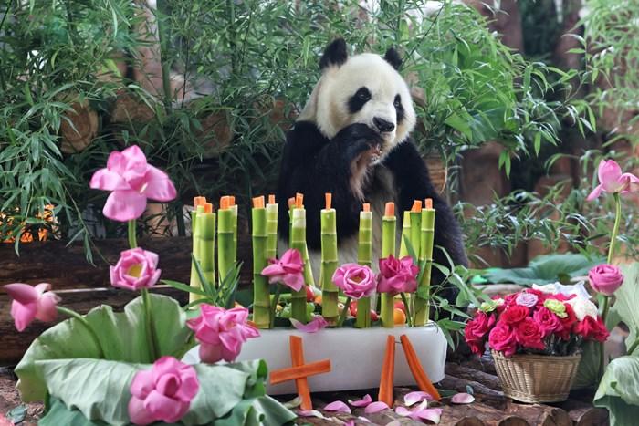 濟(jì)南動(dòng)物園為大熊貓華奧慶祝18歲生日