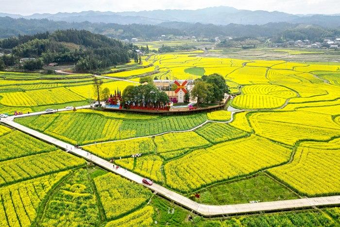 春日賞花季！湖南會同萬畝油菜花田競相綻放