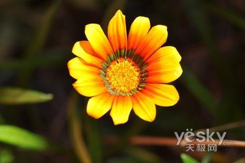 十一出游專業(yè)之選 市場(chǎng)熱門(mén)單反相機(jī)推薦