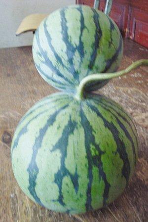 江蘇高郵出現罕見連體西瓜(圖)