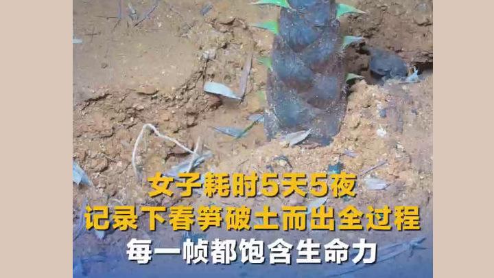 女子耗時5天5夜記錄下春筍破土而出全過程