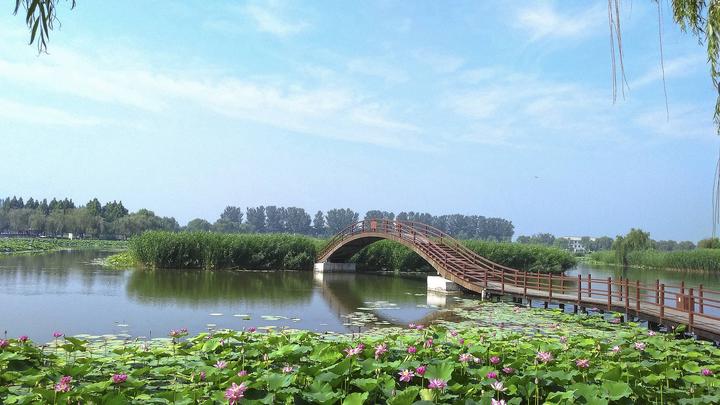 江山如此多嬌丨荷開十里，不如泛舟白洋淀，和你……