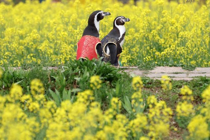 愜意！南京海底世界洪氏環企鵝戶外踏青“享”春光