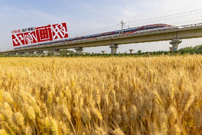三夏已至農事忙 田野“麥”向豐收好時光